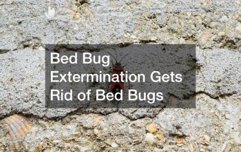 Bed Bug Extermination Gets Rid of Bed Bugs