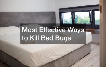 Most Effective Ways to Kill Bed Bugs