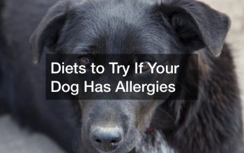 Diets to Try If Your Dog Has Allergies